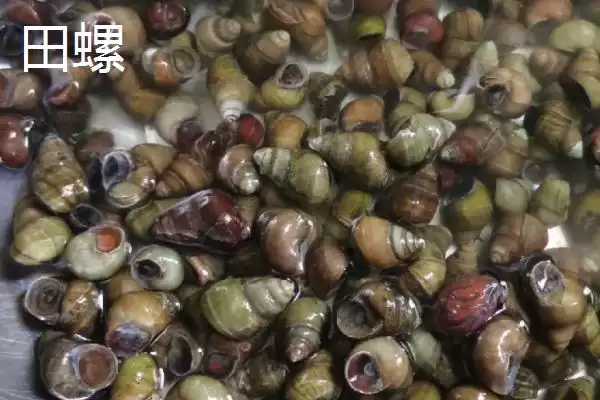 福寿螺和田螺的区别 ,福寿螺和田螺之间有哪些不同之插图2