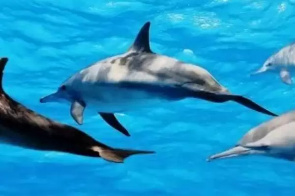 海豚和鲨鱼的区别是什么呢,海豚和鲨鱼在类别、习性等方面有差异吗插图3