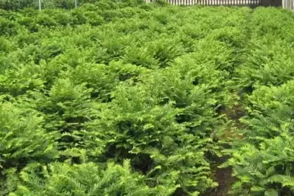 红豆杉的繁殖技术有哪些呢,红豆杉可有性繁殖也可无性繁殖吗插图4 红豆杉的繁殖技术有哪些呢,红豆杉可有性繁殖也可无性繁殖吗插图4