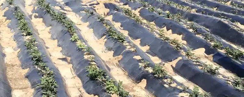 甘薯地膜覆盖种植 ,甘薯地膜覆盖种植有哪些方法和要-会东网