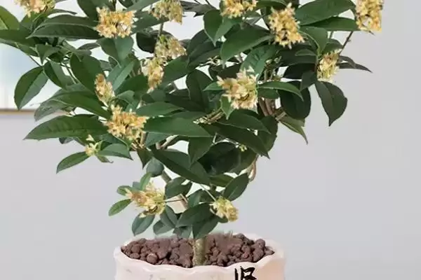 桂花能不能放在卧室里面,桂花植株无毒放在卧室里是可以的吗插图1 桂花能不能放在卧室里面,桂花植株无毒放在卧室里是可以的吗插图1