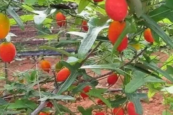 红香果的价格和种植前景,红香果一斤价格100元左右种植前景如何呢插图3