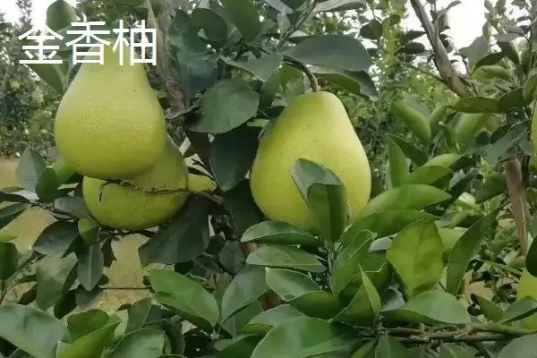 湖南张家界特产葛根粉为啥在当地出名,湖南张家界的特产葛根粉为何最为出名？插图2