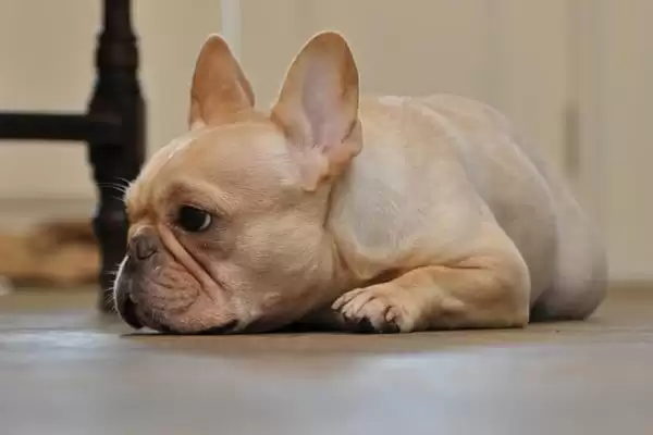 狗狗发烧会有啥症状,狗狗发烧会表现出食欲差或嗜睡等症状吗插图2