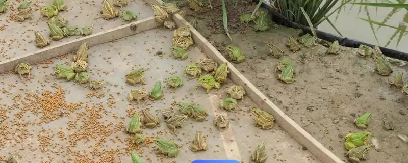 黑斑蛙怎么进行养殖好呢,黑斑蛙先喂鲜活诱饵再过渡到人工饲料养殖吗-会东网