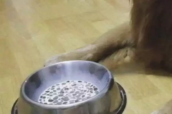 狗粮泡发5-6小时还能喂吗,狗粮泡发5-6小时再喂会影响狗狗健康吗插图2