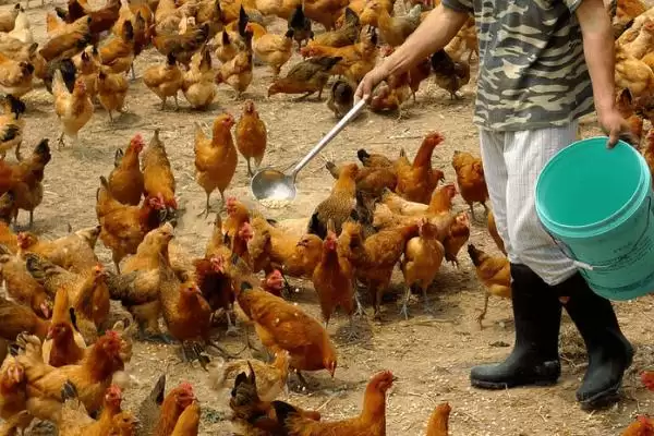 鸡胀气喂药问助消化药可行,鸡胀气喂什么药,助消化药或制霉菌素?插图1 鸡胀气喂药问助消化药可行,鸡胀气喂什么药,助消化药或制霉菌素?插图1