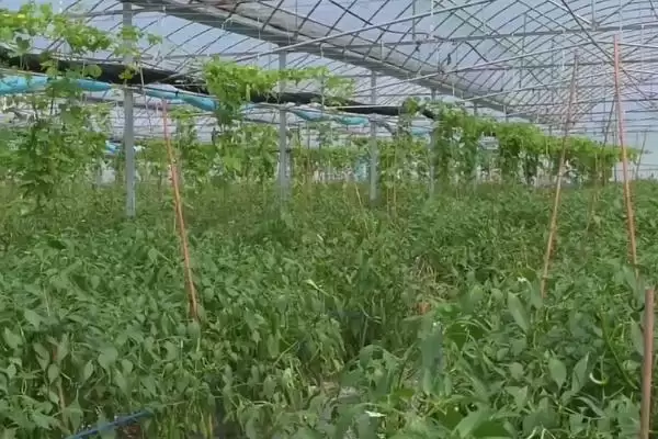 高温高湿天气蔬菜管理 ,高温高湿天气怎么管理蔬菜插图1