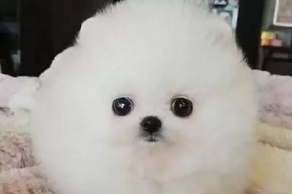 哈多利系博美犬的价格多少,哈多利系博美犬价格几千至几万元不等吗插图3