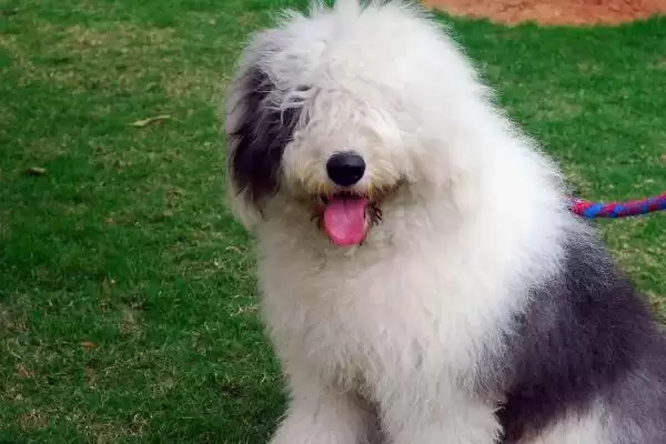 古牧犬的性格是怎样的呢,古牧犬性格比较淘气但很乐观吗插图2