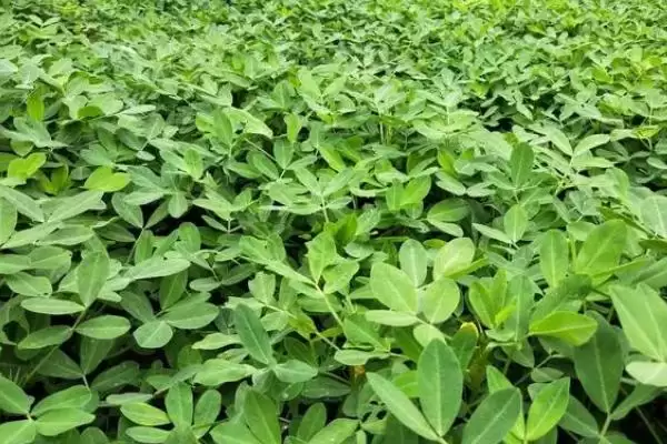 花生产量疑问亩产量受啥因素影响,花生亩产量一般能达到多少，产量因素有啥？插图2