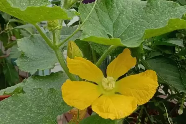 黄瓜苗过早开花原因 ,黄瓜苗小就开花真是种子出问题插图3