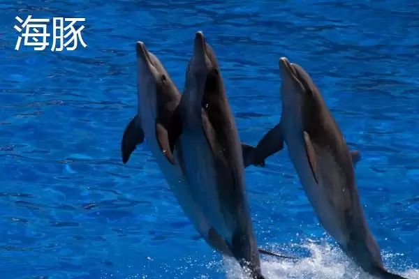 海豚和鲨鱼的区别是什么呢,海豚和鲨鱼在类别、习性等方面有差异吗插图1