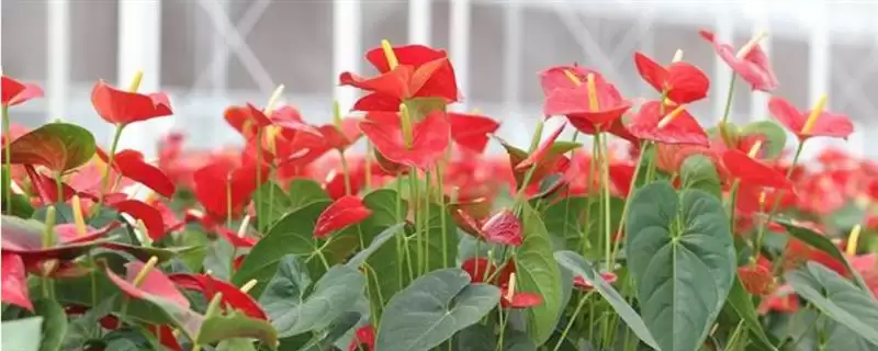 红掌有什么花语和象征意义,红掌代表燃烧的心、给予的热情等意义吗插图 红掌有什么花语和象征意义,红掌代表燃烧的心、给予的热情等意义吗插图