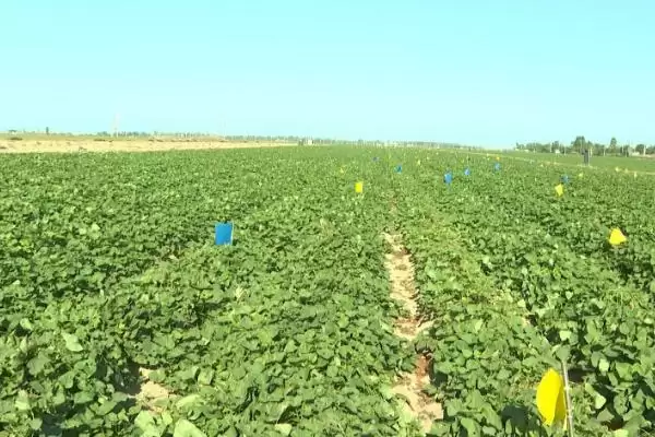 甘薯地膜覆盖种植 ,甘薯地膜覆盖种植有哪些方法和要插图5