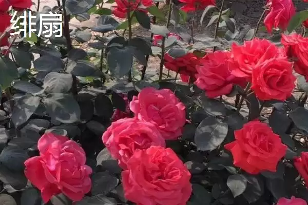 好养活的月季花有哪些品种,红双喜等是好养活的月季花品种吗插图7 好养活的月季花有哪些品种,红双喜等是好养活的月季花品种吗插图7