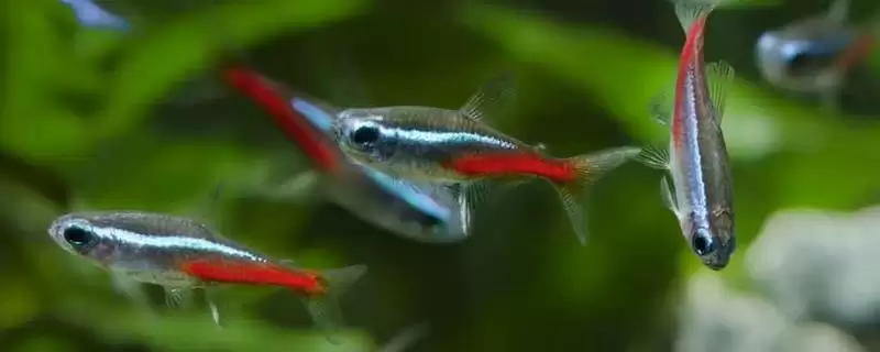 红绿灯鱼的寿命有多长呢,红绿灯鱼正常寿命为1-2年这个时长吗-会东网
