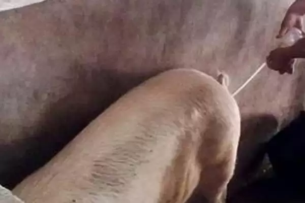 给母猪输精方法技巧 ,给母猪输精有哪些正确的方法插图2
