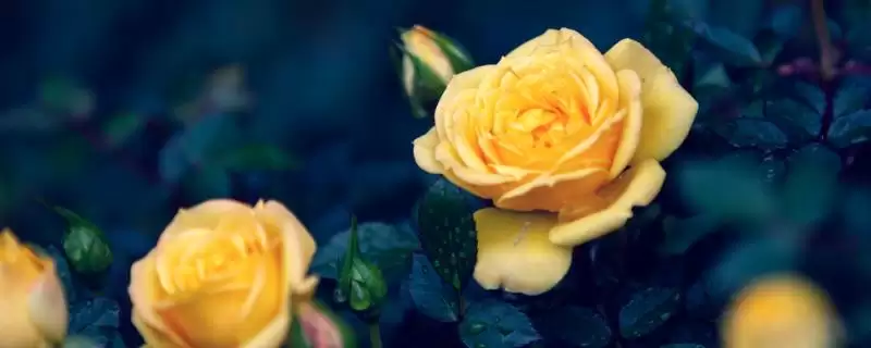 黄玫瑰花语意纯洁友谊活泼灵,黄色玫瑰的花语是什么，寓意准确吗？-会东网