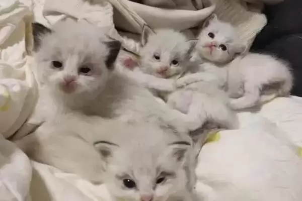 刚出生小猫死亡抢救 ,刚出生的小猫即将死亡如何进行抢救插图3