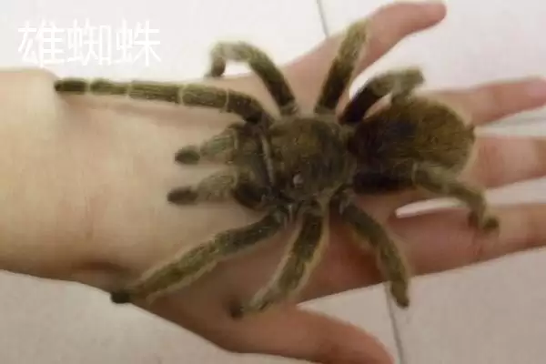 红玫瑰蜘蛛有着怎样的介绍呢,红玫瑰蜘蛛性情温顺喜在树洞中栖息吗插图11