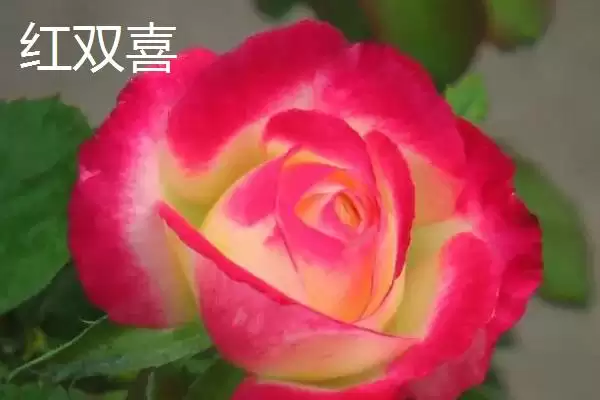 好养活的月季花有哪些品种,红双喜等是好养活的月季花品种吗插图1 好养活的月季花有哪些品种,红双喜等是好养活的月季花品种吗插图1