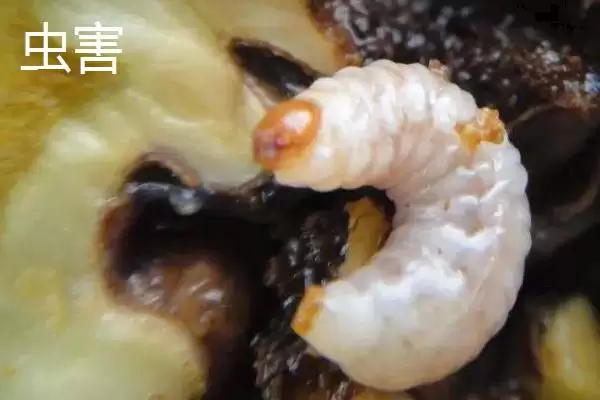 核桃常见病害怎么防治好呢,核桃常见病害需根据症状对症进行治疗吗插图4 核桃常见病害怎么防治好呢,核桃常见病害需根据症状对症进行治疗吗插图4