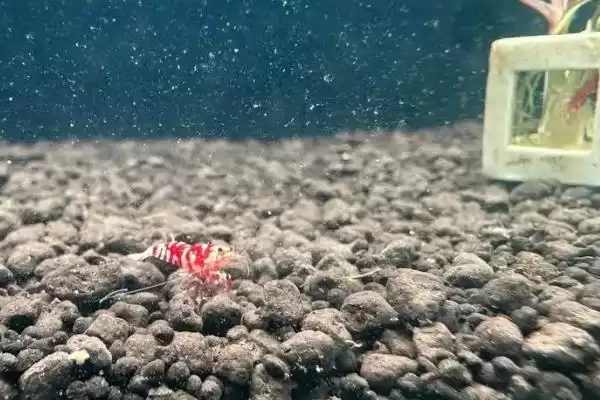 观赏虾应该怎样进行养殖,观赏虾养殖选酸碱度5-8的水源合适吗插图6