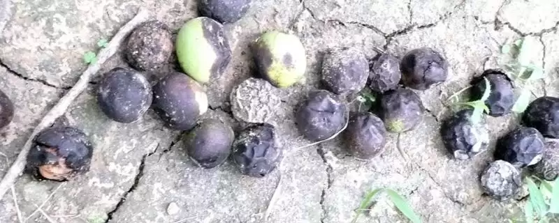 核桃常见病害怎么防治好呢,核桃常见病害需根据症状对症进行治疗吗插图 核桃常见病害怎么防治好呢,核桃常见病害需根据症状对症进行治疗吗插图