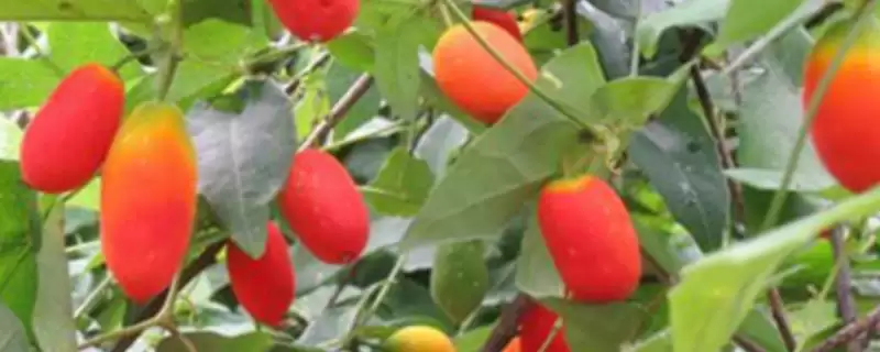 红香果的价格和种植前景,红香果一斤价格100元左右种植前景如何呢-会东网