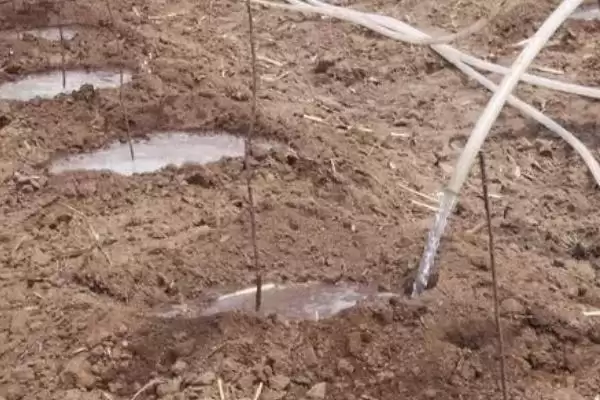 佛手瓜苗种植方法 ,佛手瓜苗的种植需要注意哪些方插图1 佛手瓜苗种植方法 ,佛手瓜苗的种植需要注意哪些方插图1