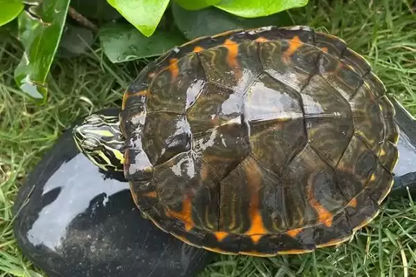 火焰龟发色问出生4个月开始,火焰龟什么时候发色，是这个时间吗？插图4