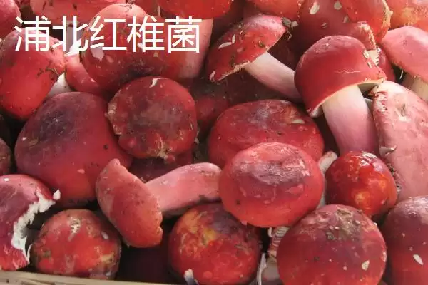 广西浦北县的特产有哪些呢,广西浦北县有“世界长寿之乡”称号有啥特产插图1