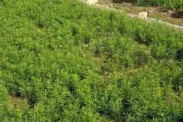 红豆杉的繁殖技术有哪些呢,红豆杉可有性繁殖也可无性繁殖吗插图3 红豆杉的繁殖技术有哪些呢,红豆杉可有性繁殖也可无性繁殖吗插图3