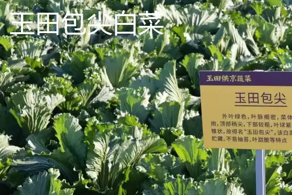 河北省安新县的特产是什么,白洋淀熏鱼是河北省安新县受喜爱特产吗插图10