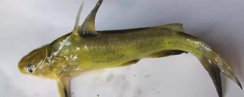 黄辣丁寄生虫肠道真有绦虫等,黄辣丁体内有没有寄生虫，真的有吗？-会东网