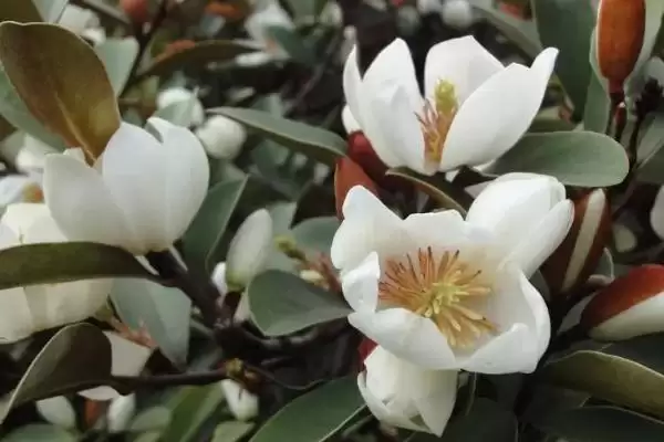 含笑花为什么会干枯呢,含笑花因高温暴晒、土壤板结等致干枯吗插图2