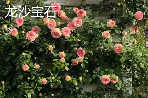 好养活的月季花有哪些品种,红双喜等是好养活的月季花品种吗插图2 好养活的月季花有哪些品种,红双喜等是好养活的月季花品种吗插图2