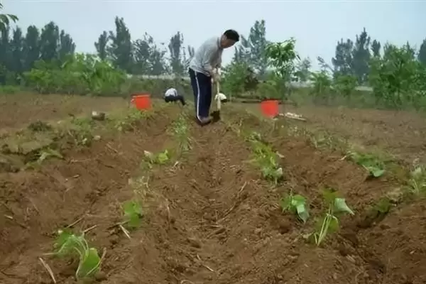 红薯地下害虫如何防治好呢,红薯地下害虫常见为地老虎等如何防治呢插图4