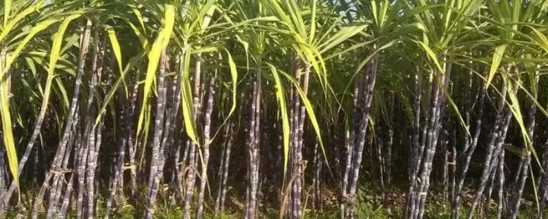 甘蔗产地分布位置 ,甘蔗的产地主要分布在哪些地方-会东网