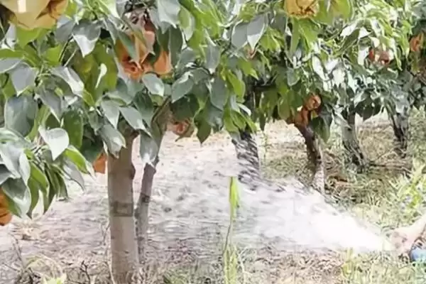 果树节水有哪些实用技巧呢,果树应适时节水灌溉是节水的技巧吗插图2