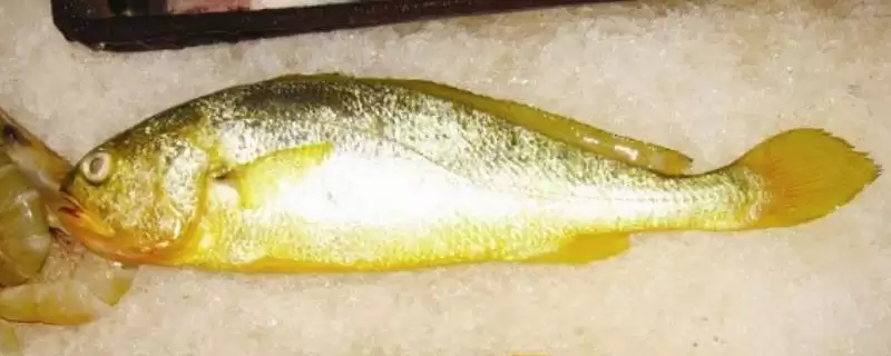 黄花鱼情况简介是洄游性鱼类,黄花鱼简介，简介内容符合吗？-会东网