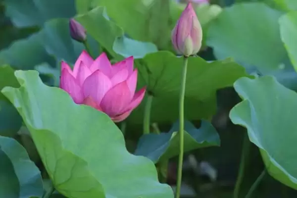 荷花有哪些特点和特性呢,荷花叶子形状为圆形盾状是其特点吗插图5