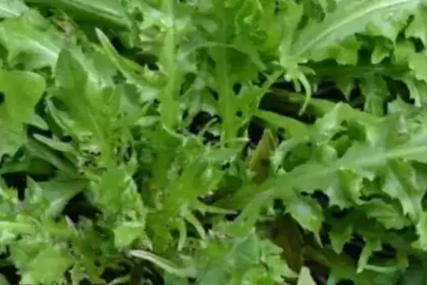 荠菜种类区分板叶散叶两种,荠菜的种类,分类准确吗?插图2 荠菜种类区分板叶散叶两种,荠菜的种类,分类准确吗?插图2