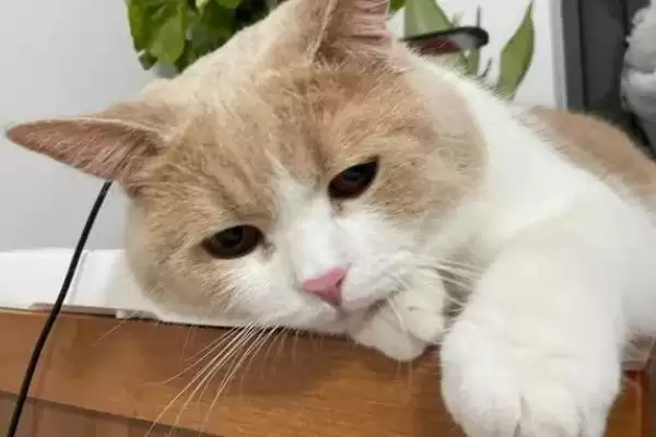 公猫绝育后乱拉乱尿原因 ,公猫绝育后乱拉乱尿是什么原因导致的插图2