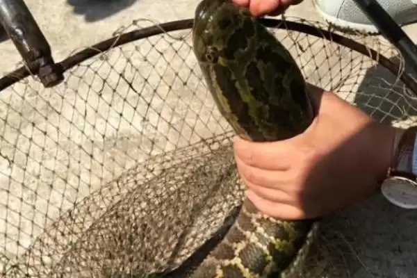 黑鱼具有蟒蛇纹是何原因呢,黑鱼有蟒蛇纹是为了伪装或保护自己吗插图3