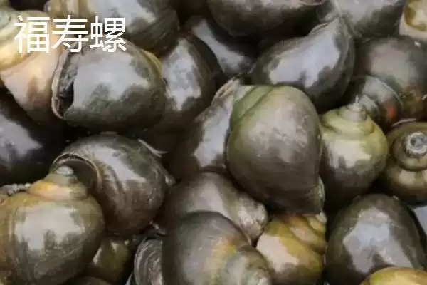 福寿螺和田螺的区别 ,福寿螺和田螺之间有哪些不同之插图1