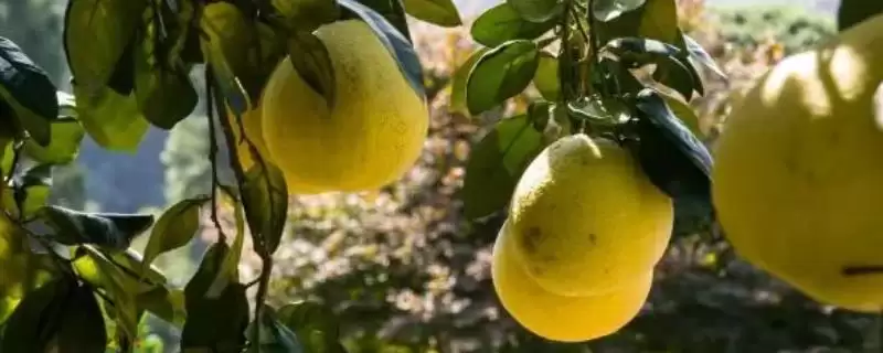 湖南张家界特产葛根粉为啥在当地出名,湖南张家界的特产葛根粉为何最为出名？-会东网