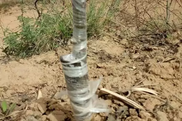 核桃的嫁接技术是怎样的呢,核桃常用劈接法和芽接法进行嫁接吗插图2 核桃的嫁接技术是怎样的呢,核桃常用劈接法和芽接法进行嫁接吗插图2
