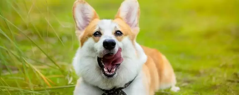 狗狗脂肪瘤良恶性咋区分,狗狗脂肪瘤良恶性可从生长速度和形状看吗-会东网